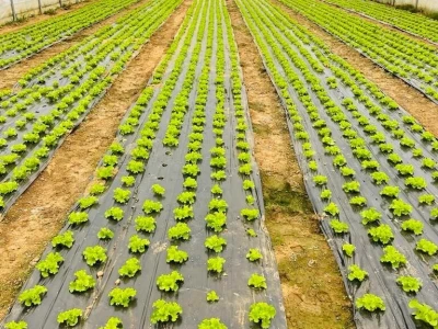 salata plastenik