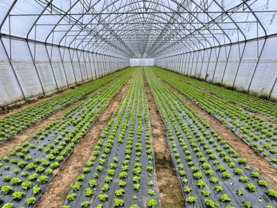 salata plastenik