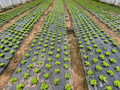 salata plastenik