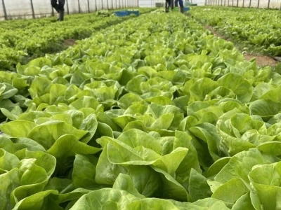 salata plastenik