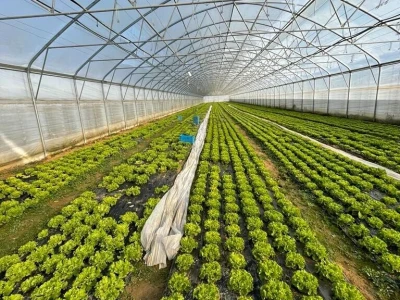 salata plastenik