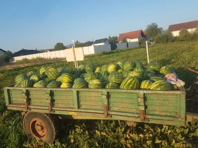 Samir Kljunić: Prodaja odlično ide, svaki dan prodamo tonu lubenice