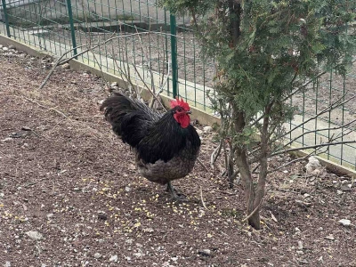 Sarajlija ima šest traktora, u planu je još jedan