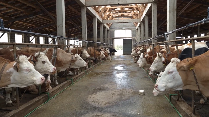 farma krava