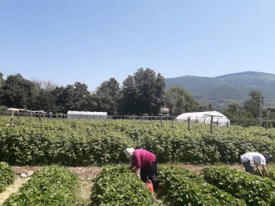 Senada Ljutić: Sve je poskupilo, a cijena jagode spala sa 3,5KM na 3KM