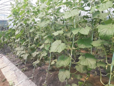 Senada Ljutić: Sve je poskupilo, a cijena jagode spala sa 3,5KM na 3KM