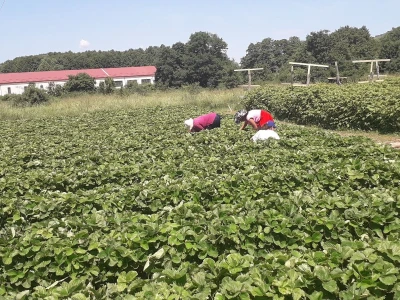 Senada Ljutić: Sve je poskupilo, a cijena jagode spala sa 3,5KM na 3KM