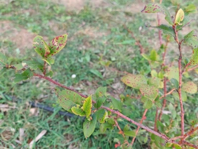 Septorioza borovnica