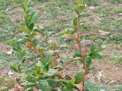 Septorioza borovnica