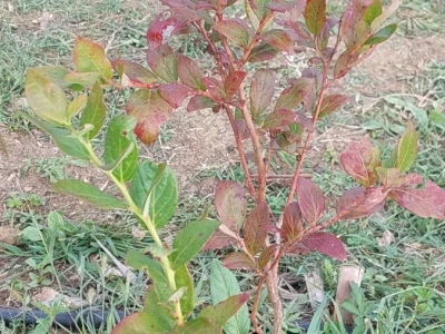 Septorioza borovnica