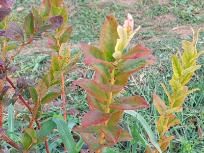 Septorioza borovnica