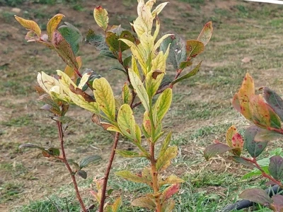 Septorioza borovnica