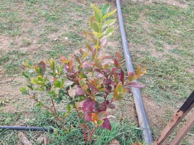Septorioza borovnica