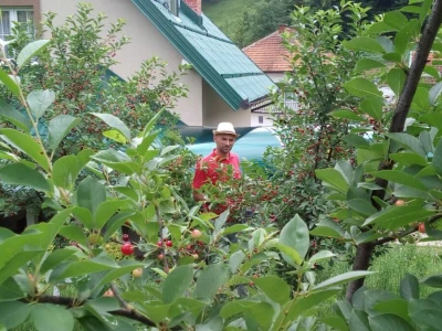 Tradicionalni sokovi Salkića