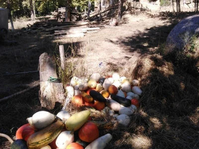 Shumska farma Nikole Borića