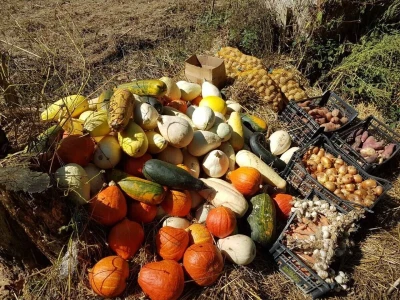 Shumska farma Nikole Borića