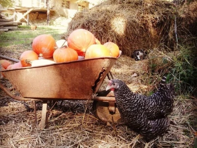 Shumska farma Nikole Borića