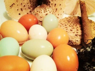 Shumska farma Nikole Borića