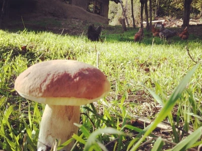 Shumska farma Nikole Borića