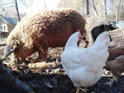 Shumska farma Nikole Borića