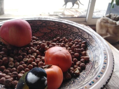 Shumska farma Nikole Borića