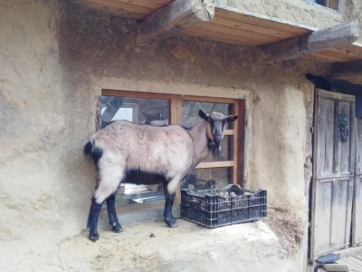 Shumska farma Nikole Borića