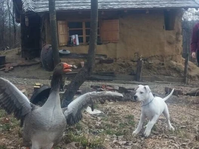 Shumska farma Nikole Borića