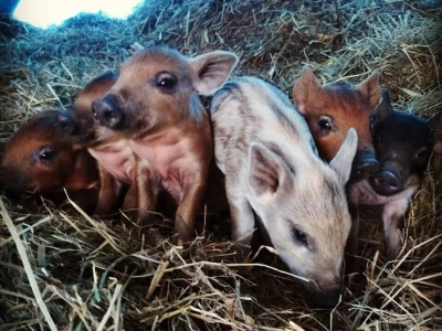 Shumska farma Nikole Borića