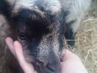 Shumska farma Nikole Borića