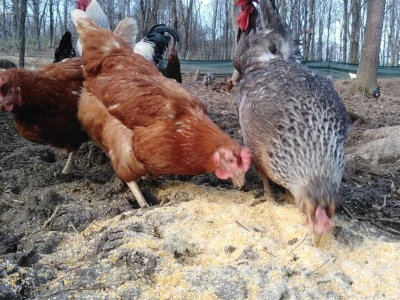 Shumska farma Nikole Borića