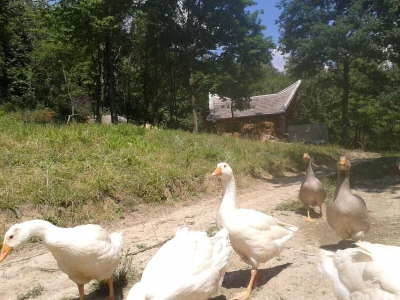 Shumska farma Nikole Borića