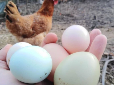 Shumska farma Nikole Borića