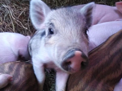 Shumska farma Nikole Borića
