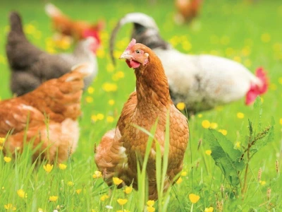 Shumska farma Nikole Borića