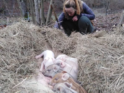 Shumska farma Nikole Borića