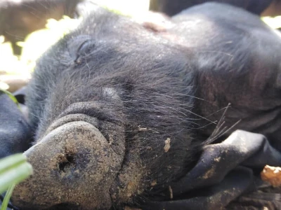 Shumska farma Nikole Borića