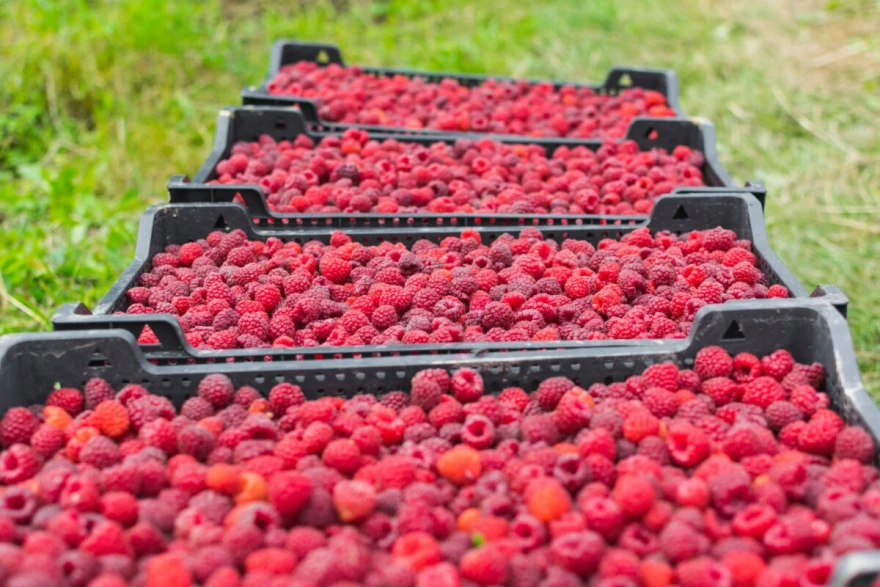 maline u gajbi
