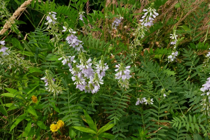 Cvijet galega