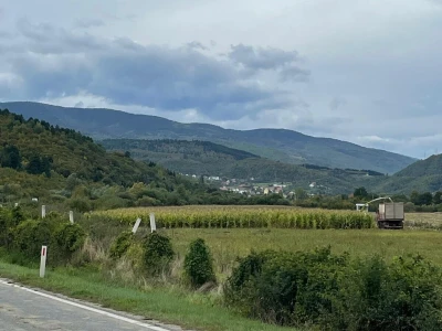 Siliranje kukuruza