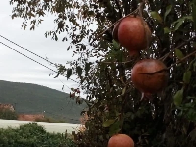 Sirup od šipka tradicionalna moderna  namirnica