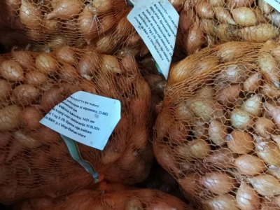 Sjemenski luk, arpadžik