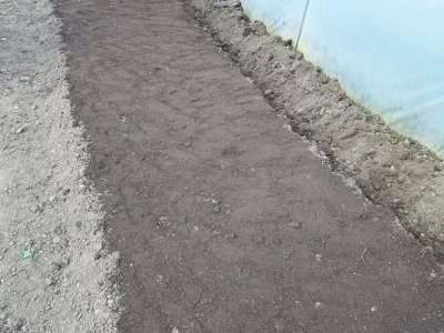 Sjetva paprike