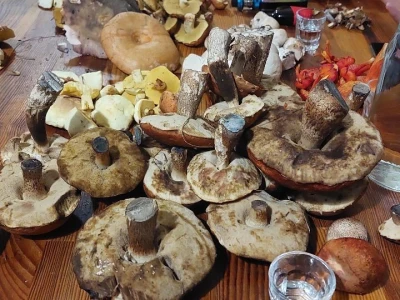 Škola gljivarstva u Peckoj