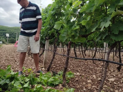 Škola kalemljenja vinove loze i masline