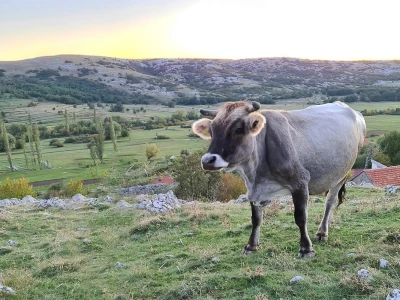 Škripavac i sir iz mješine - za kupce i goste poslastica, za mještane Donje Trusine šansa za revitalizaciju sela