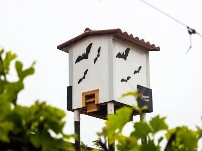 Slijepi miševi čuvaju vinograde od grožđanog moljca