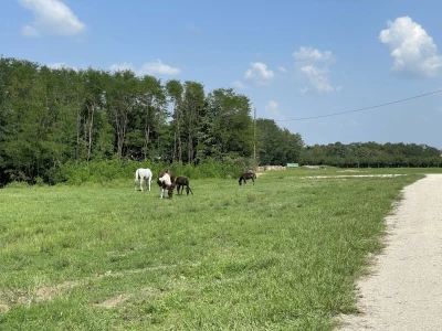Šljiva je othranila generacije u gradu Zmaja od Bosne