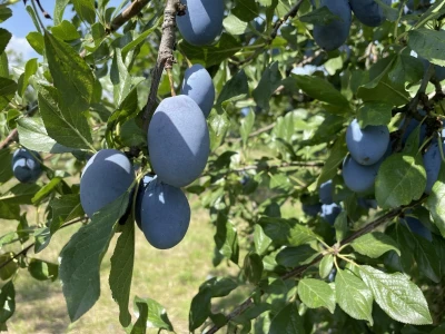 Šljiva je othranila generacije u gradu Zmaja od Bosne