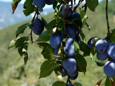 Šljiva požegača u selu Haluge kod Višegrada