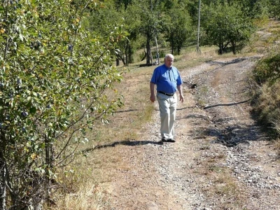Šljiva požegača u selu Haluge kod Višegrada